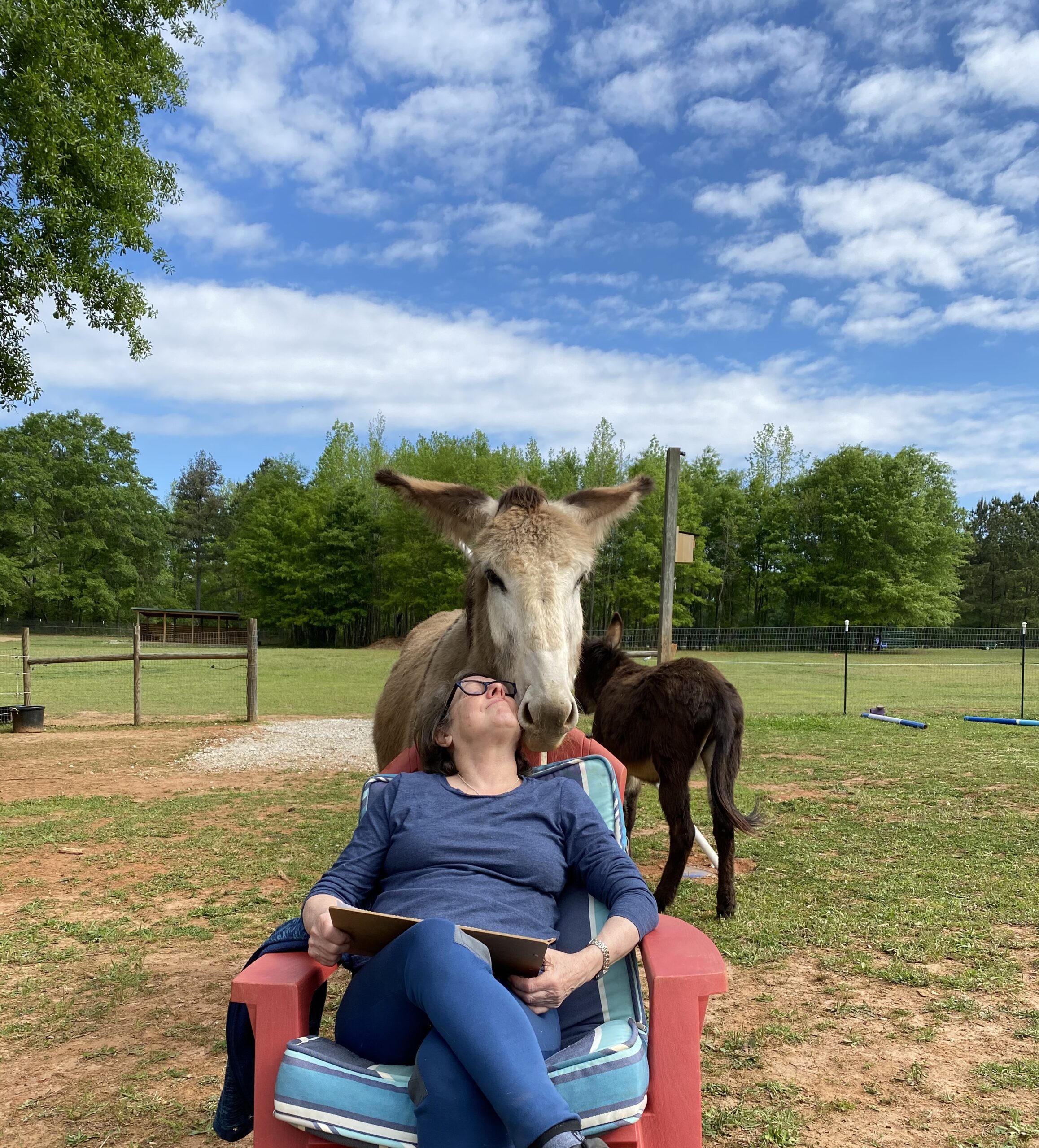 woman sitting in chair with donkey behind her