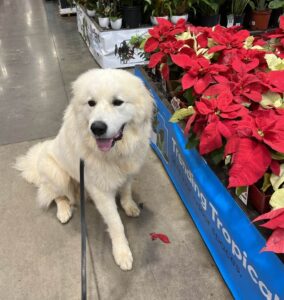 Large white dog sitting next to a display of poinsettia